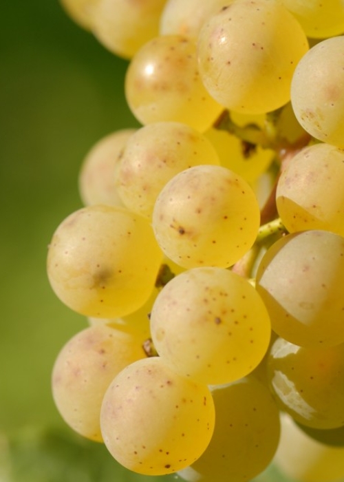 Chardonnay ANT 0902